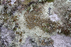 Arctoparmelia centrifuga