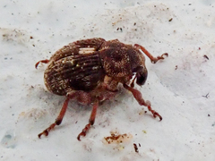 Rhinoncus pericarpius