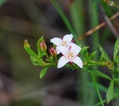 Cyanothamnus nanus nanus