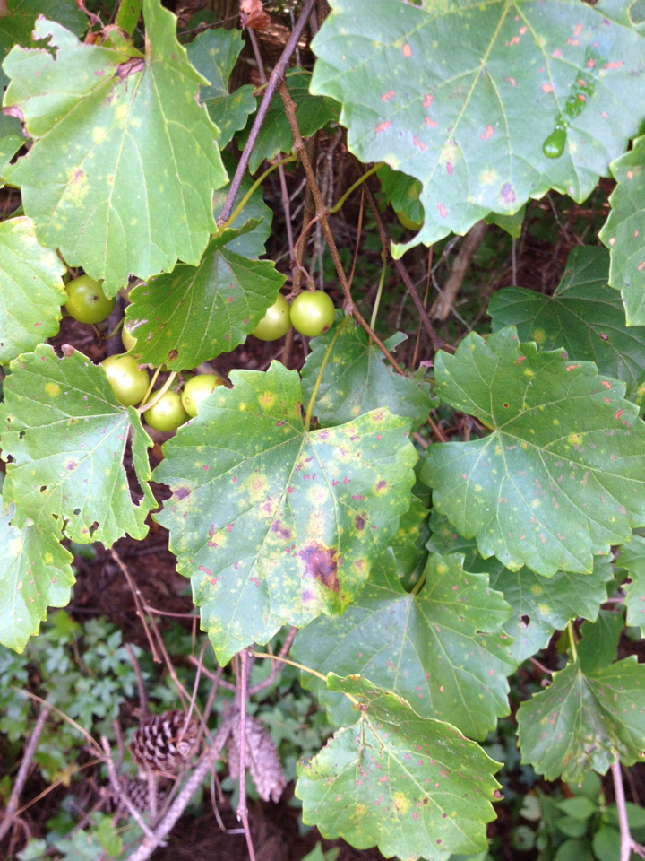 Vitis rotundifolia var. rotundifolia