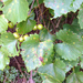 Vitis rotundifolia rotundifolia - Photo (c) Milo Pyne, μερικά δικαιώματα διατηρούνται (CC BY-NC), uploaded by Milo Pyne