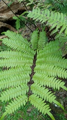 Pteris mertensioides