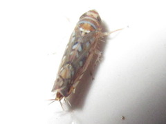 Scaphoideus festivus