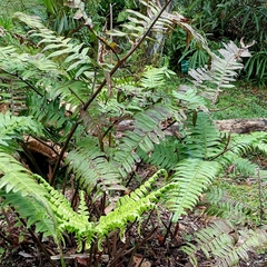 Pteris mertensioides