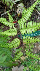 Pteris mertensioides