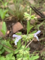 Salvia repens