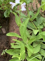 Salvia repens