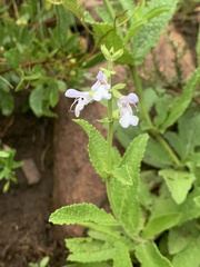 Salvia repens