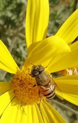 Eristalinus taeniops