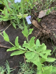 Salvia repens
