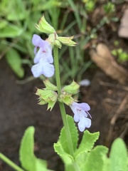 Salvia repens
