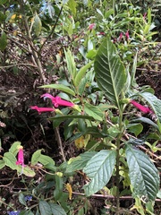 Centropogon talamancensis