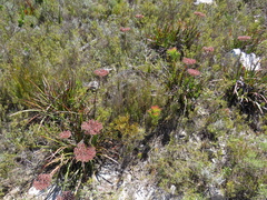 Dilatris corymbosa