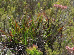 Dilatris corymbosa