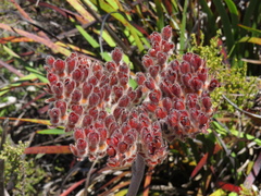 Dilatris corymbosa