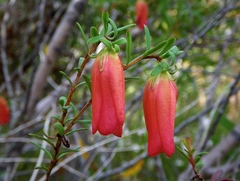 Darwinia hypericifolia