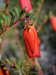 Darwinia hypericifolia