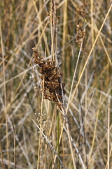 Juncus rigidus