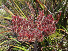 Dilatris corymbosa