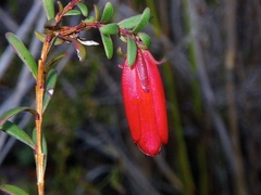 Darwinia hypericifolia