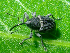 Archarius salicivorus