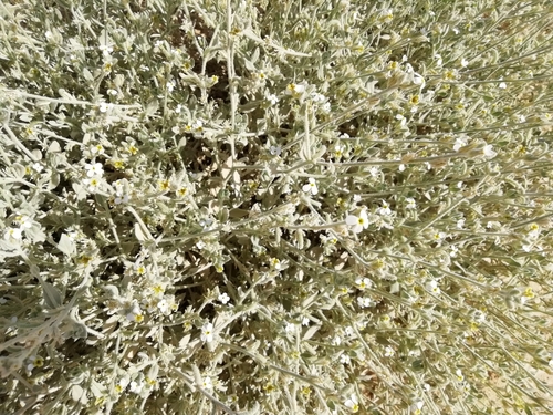 Morettia parviflora image