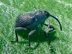 Archarius salicivorus