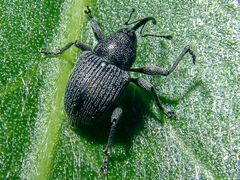 Archarius salicivorus