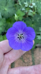 Geranium wallichianum