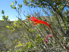 Gladiolus vandermerwei