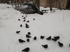 Columba livia domestica