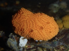 Colonial Sea Squirt photo 2