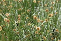 Cyperus erectus