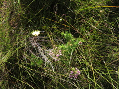 Ursinia dentata