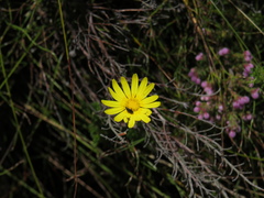 Ursinia dentata