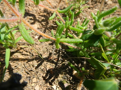 Drosanthemum striatum