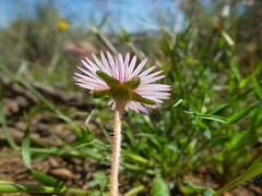 Drosanthemum striatum
