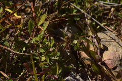 Poecilanthrax arethusa