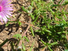 Drosanthemum striatum