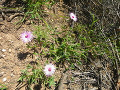 Drosanthemum striatum