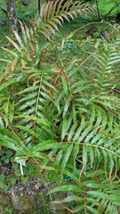 Osmunda javanica