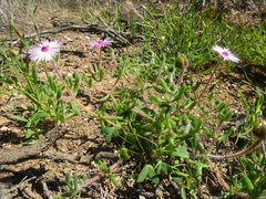 Drosanthemum striatum