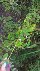Indigofera hirsuta