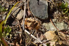 Poecilanthrax arethusa