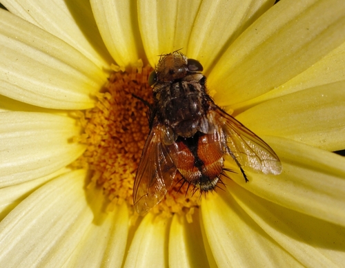 Gonia bimaculata