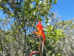 Gladiolus vandermerwei