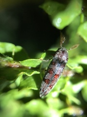 Galbodema mannerheimii