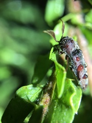 Galbodema mannerheimii