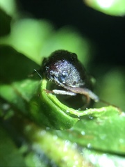 Galbodema mannerheimii