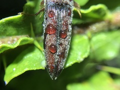 Galbodema mannerheimii